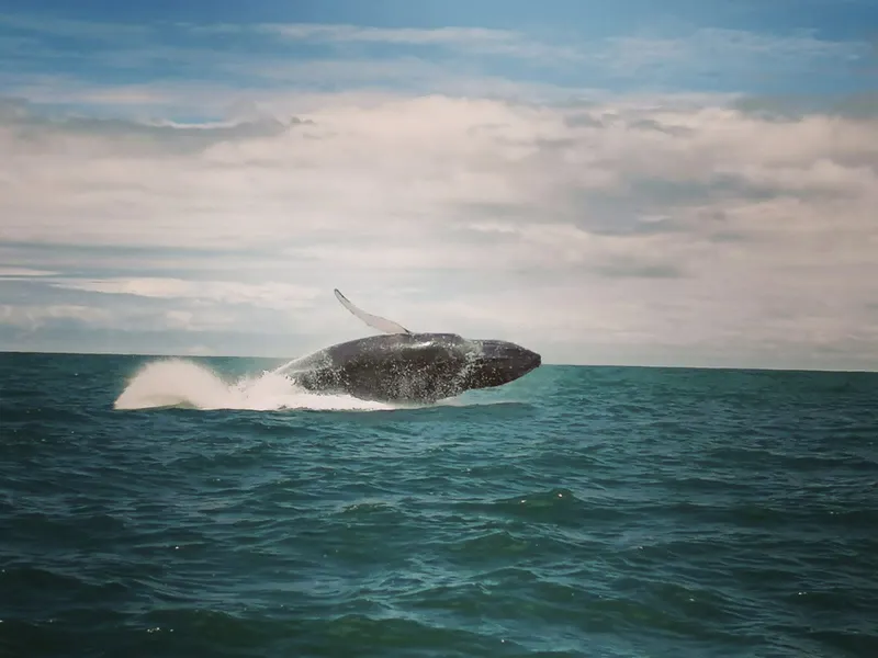 Tour boat on calm blue water in Bahía Ballena on a whale watching in Uvita tour, Costa Rica