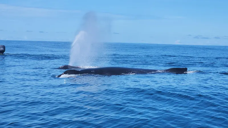 Humpback whale close up on a premium humpback whale wildlife watching tour in Uvita, Costa Rica