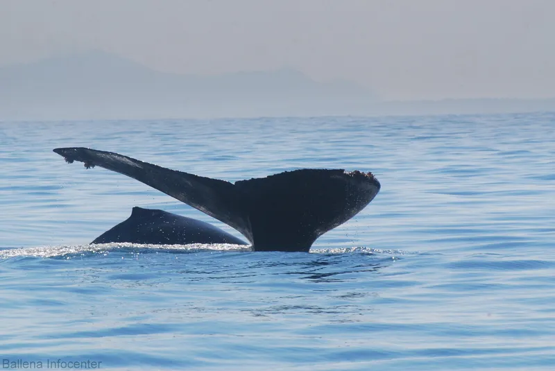 Small group boat in Marino Ballena National Park on a budget whale watching in Uvita tour, Costa Rica