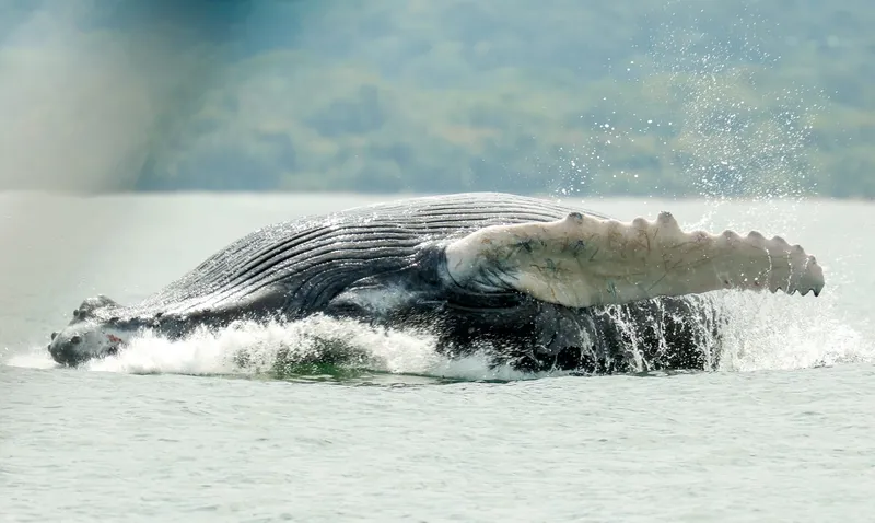 Whale watching boat departing Uvita for a whales and dolphins tour in Marino Ballena National Park, Costa Rica