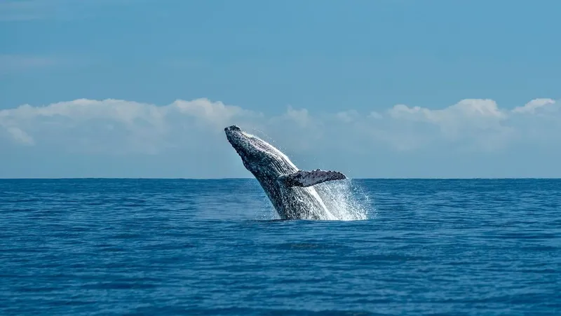 Small tour boat searching for humpback whales in Bahía Ballena on a budget whale watching in Uvita tour, Costa Rica